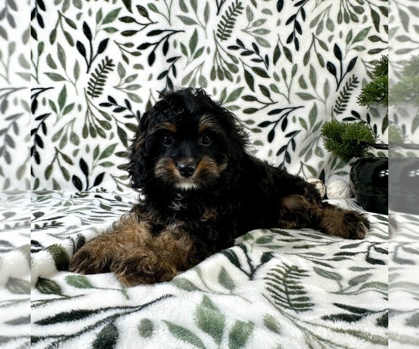 Medium Photo #1 Cavapoo Puppy For Sale in GREENFIELD, IN, USA