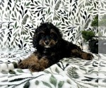 Image preview for Ad Listing. Nickname: Chloe