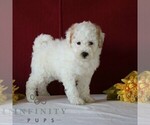 Small #2 Goldendoodle (Miniature)