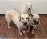 Small #9 Great Pyrenees Mix