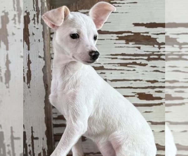 Medium Photo #1 Chihuahua Puppy For Sale in Carrollton, TX, USA