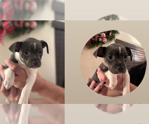 Boston Terrier-Jack Russell Terrier Mix Puppy for sale in MIAMI, FL, USA
