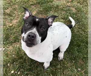 American Pit Bull Terrier-Unknown Mix Dogs for adoption in Sistersville, WV, USA