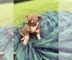 Small #12 Catahoula Leopard Dog
