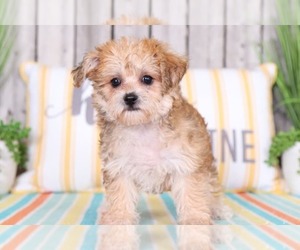 Yo-Chon-Yorkshire Terrier Mix Puppy for sale in MOUNT VERNON, OH, USA