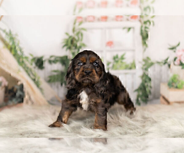 Medium Photo #7 Cocker Spaniel Puppy For Sale in WARSAW, IN, USA