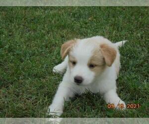 English Shepherd-Unknown Mix Puppy for sale in SHILOH, OH, USA