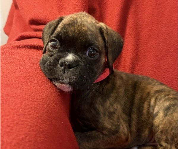 Medium Photo #17 Boxer Puppy For Sale in LANSING, MI, USA
