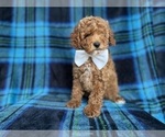 Small #5 Cockapoo (Miniature)