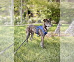 Small #31 Labrador Retriever Mix