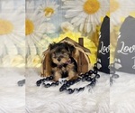 Small #4 Yorkshire Terrier