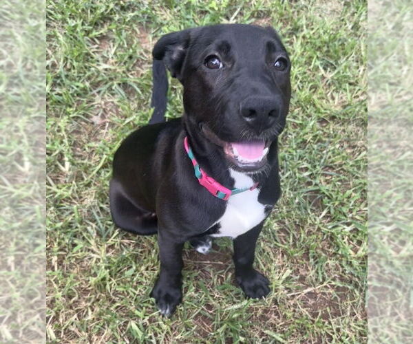 Medium Photo #36 Labrador Retriever-Unknown Mix Puppy For Sale in OKLAHOMA CITY, OK, USA