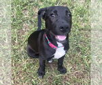 Small #35 Labrador Retriever Mix