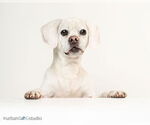 Small #2 Puggle