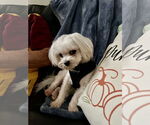 Small #2 Maltese