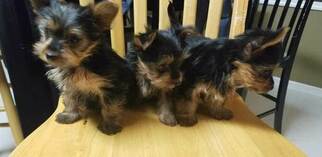 Yorkshire Terrier Puppy for sale in SUWANEE, GA, USA