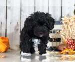 Small Photo #1 Maltipoo Puppy For Sale in MOUNT VERNON, OH, USA