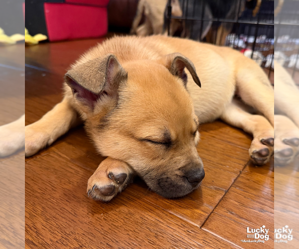 Medium Photo #8 Mutt Puppy For Sale in Washington, DC, USA