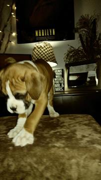 Medium Photo #14 Boxer Puppy For Sale in KENNEWICK, WA, USA