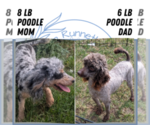 Small #6 Poodle (Toy)