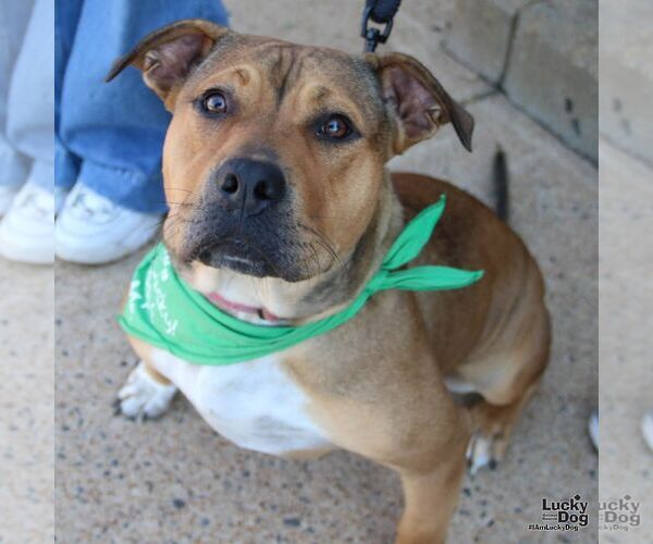 Medium Photo #3 Mutt Puppy For Sale in Washington, DC, USA