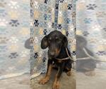 Small Doberman Pinscher