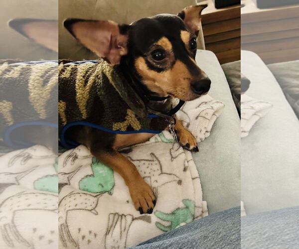 Medium Photo #8 Chiweenie Puppy For Sale in Princeton, MN, USA