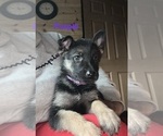 Small #5 German Shepherd Dog