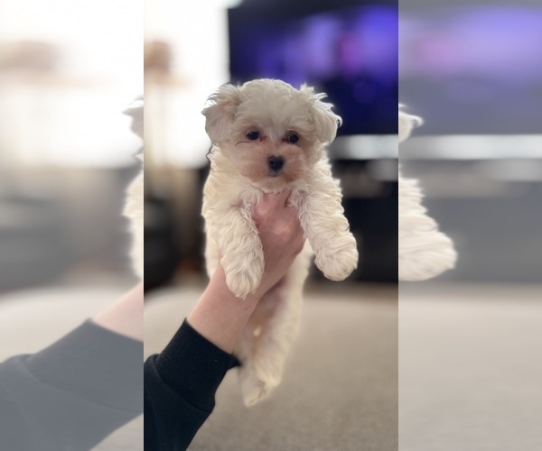 Medium Photo #5 Maltipoo (Miniature) Puppy For Sale in ALEXANDRIA, VA, USA