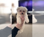 Small Photo #9 Maltipoo (Miniature) Puppy For Sale in ALEXANDRIA, VA, USA