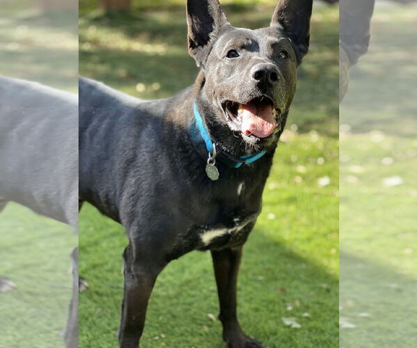 Medium Photo #2 German Shepherd Dog-Unknown Mix Puppy For Sale in San Diego, CA, USA