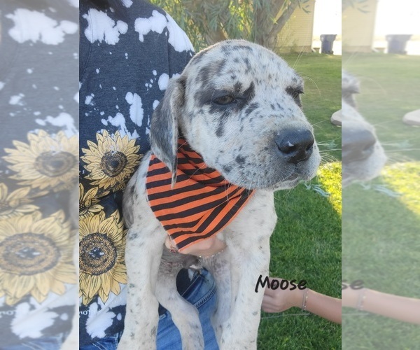 Medium Photo #1 Daniff-Neapolitan Mastiff Mix Puppy For Sale in MONTEVIEW, ID, USA