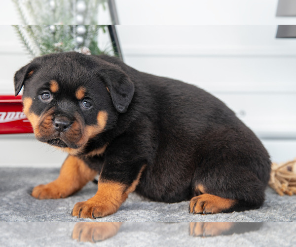 Medium Photo #23 Rottweiler Puppy For Sale in BRYANT, IN, USA