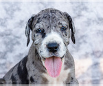 Small #5 Great Dane