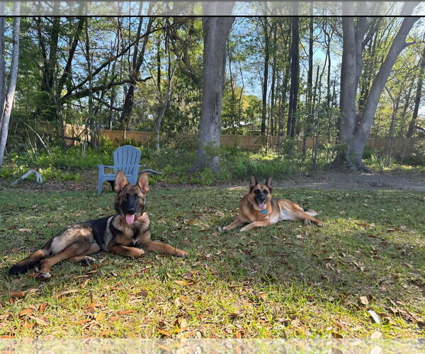 Medium Photo #3 German Shepherd Dog Puppy For Sale in La Grange , NC, USA