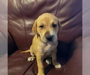 Puppy for sale in LAKELAND, FL, USA