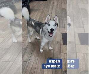 Huskies -Unknown Mix Dogs for adoption in Rowlett, TX, USA