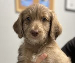 Puppy Bean Aussiedoodle-Australian Shepherd Mix