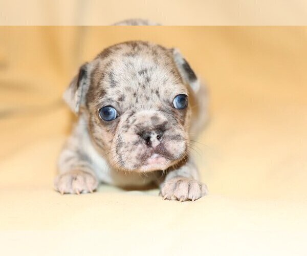 Medium Photo #1 French Bulldog Puppy For Sale in COOPER CITY, FL, USA