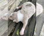 Small Photo #3 Australian Shepherd Puppy For Sale in LYNN, IN, USA