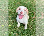 Small #1 Labrador Retriever Mix