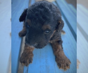 Poodle (Miniature) Puppy for sale in MATTOON, IL, USA