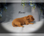 Small #7 Cavalier King Charles Spaniel