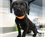 Small #1 Labrador Retriever Mix