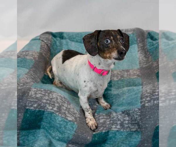 Medium Photo #4 Dachshund Puppy For Sale in Kennesaw, GA, USA