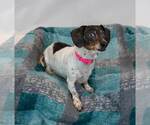 Small #3 Dachshund