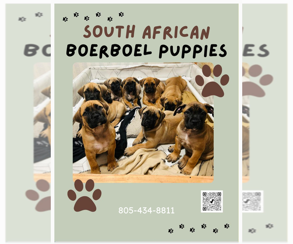 Medium Photo #1 Boerboel Puppy For Sale in ATASCADERO, CA, USA