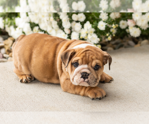 Medium Photo #7 English Bulldog Puppy For Sale in BOURBON, IN, USA