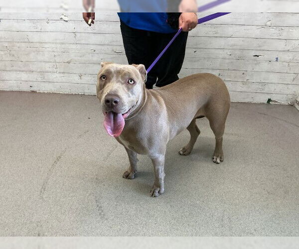 Medium Photo #1 Mutt Puppy For Sale in San Bernardino, CA, USA