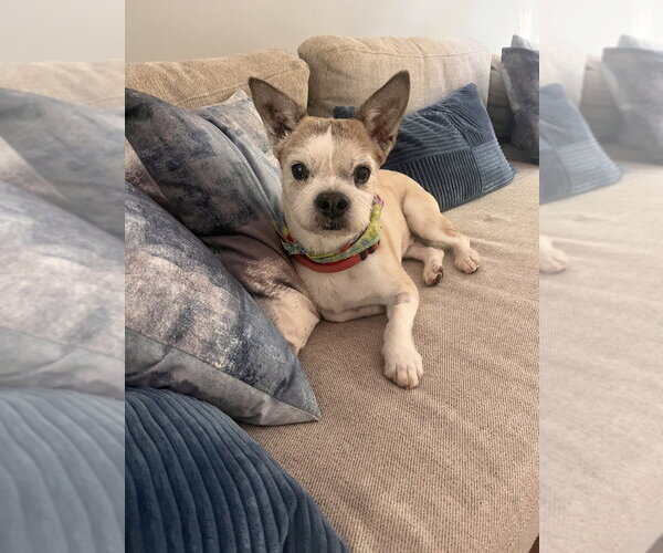 Medium Photo #3 Rat Terrier-Unknown Mix Puppy For Sale in Mooresville, NC, USA